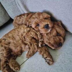 Only One Left & Ready Now Adorable Toy Cavoodle Puppies/Other/Male/Younger Than Six Months,Born 29th Feb 2024 Ready for rehoming from 25th April 20241 x Boy RedParent Info, 3 year old Mum F1 Cavoodle, 2 year old Dad F2 CavoodleSecond litter for these much loved family pets.These adorable puppies will be rehomed fully vaccinated / wormed and microchipped and vet checked.All puppies come with vet certificate of vaccination and microchip paperwork and a take home puppy pack to help them feel at home.Viewings welcome - first vaccination, micro chips and health checks have all been completed on Thursday 11th April 2024We are registered breeders, puppies are well socialised with children and other family pets, they are being trained to use a puppy pee pad.Cavoodles make the perfect family pet as they are hypoallergenic, non-shedding, have a lovely nature and great temperament.They are extremely intelligent, easy to train, love children and adults alike.