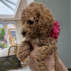 Beautiful Red Poodle Puppies READY THIS WEEKEND./Miniature Red Poodles/Mixed Litter/8 weeks,1 boy and 2 girls left.
These beautiful puppies are fun, cuddly companions and make great family pets. Easy to train dogs and full of character.
Our grandchildren love spending time with them.

I am an experienced 5 star licensed home breeder able to give the puppies all the interaction , love and care they need.
Excellent breeding lines. Parents can be seen and photos are in the advert. 5 generation paperwork can be seen.
Health tested. PRA Clear.

Puppies will be vet checked, first vaccine, 4wks free insurance,
microchipped, wormed, flead and a puppy pack.

For more info or to arrange a viewing please leave me a message and I will contact you.