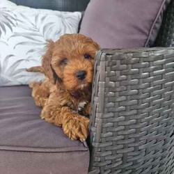 Only One Left & Ready Now Adorable Toy Cavoodle Puppies/Other/Male/Younger Than Six Months,Born 29th Feb 2024 Ready for rehoming from 25th April 20241 x Boy RedParent Info, 3 year old Mum F1 Cavoodle, 2 year old Dad F2 CavoodleSecond litter for these much loved family pets.These adorable puppies will be rehomed fully vaccinated / wormed and microchipped and vet checked.All puppies come with vet certificate of vaccination and microchip paperwork and a take home puppy pack to help them feel at home.Viewings welcome - first vaccination, micro chips and health checks have all been completed on Thursday 11th April 2024We are registered breeders, puppies are well socialised with children and other family pets, they are being trained to use a puppy pee pad.Cavoodles make the perfect family pet as they are hypoallergenic, non-shedding, have a lovely nature and great temperament.They are extremely intelligent, easy to train, love children and adults alike.