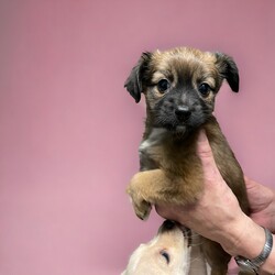 Adopt a dog:Lauren/Chihuahua/Female/Baby,DOB: 02/29/2024
Adoption fee: $650*
(Adoption fee includes spay/neuter surgery, age-appropriate current vaccines, microchip, and preventative flea treatment).

Hi I am a Chihuahua mix puppy just starting out in life. I'm happy, love to play with my siblings and can't wait to join your family!

Interested in adopting me? Our adoption process and application can be found at -

https://www.sunnyskysshelter.org/our-adoption-process

For other questions on our dogs/cats please send an email to info@sunnyskysshelter.org for information on a meet and greet as well as application procedures.