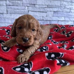 Adopt a dog:Beautiful tri Cockapoo puppies/Cockapoo/Mixed Litter/4 weeks,My beautiful, loving Cockapoo has had a litter of F1B adorable puppy’s, dad is a kc reg and fully health tested and is a tri coloured cocker spaniel. they are very socialised and have lots of cuddles and play time with young children.
They are looking for a loving forever home.
They will have their vet check, flea and worming treatment up to date , puppy’s will also be micro chipped and vaccinated up to date. My beautiful puppy’s will be ready to go to there forever loving home from 16th may . puppy’s will come with a blanket with there mummy’s smell which they love to play with. Please feel free to contact me with any questions.