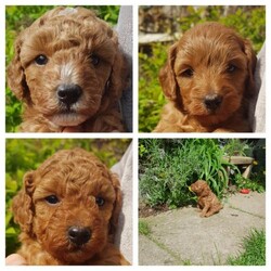 Adopt a dog:Cute cockapoo puppies for sale/Cockapoo/Female/5 weeks,Cockerpoo puppies available,hypoallergenic,cute,
playful with already
loving temperaments will make the perfect family companion.Puppies will have 1st vaccination& be wormed at 2 weeks,5 weeks & 8 weeks.
Mothers a multi-gen cockerpoo,very laid back with the sweetest temperament,who loves to play fetch and going for long walks.
Fathers a kc registered dark red toy poodle also with a beautiful temperament.
Puppy 1female  reserved
Puppy 2 female available
Puppy 3 female  sold
Puppy 4 male  sold
Dont miss the chance to bring endless joy into your home..£100 deposit secures puppy. Instagram iambonnieroby