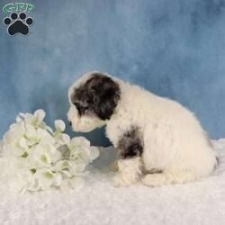 Marley/Mini Sheepadoodle									Puppy/Male	/9 Weeks,Marley is a Handsome  Mini Sheepadoodle He is a happy and playful little boy that loves lots of cuddles! He has been inspected by a veterinarian And he is in great Health He will come home with the following: 