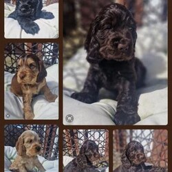 Stunning show cocker spaniel pups/Cocker spaniel/Mixed Litter/8 weeks,We are proud to announce the news of our beautiful liver and tan show cocker spaniel Rolo has had 9 healthy pups. Mum is our much loved family pet . Dad is Charlie who pedigrees an amazing 16 international and supreme champion ( best in show ) Canigou Cambria. Charlie is extensively DNA tested and clear for option Prcd , PRA , FN ELLC, MTC-D DM and AON. He is also BVA hip score tested with an excellent 4/4 result. Charlie's in breeding coefficient score is a perfect and rare 0% .
Available pups
1 blue roan girl £1400 reserved
1 black girl £900
1 chocolate girl £900
1 cream girl
£1000
1 chocolate sable boy £1400
2 chocolate boys £900
Pups will come wormed every 2 weeks , both vaccinations, vet checked, microchiped and a bag of Royal canin food.
