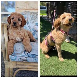 F1B Miniature Groodle - Last Available - Mini Groodle /Groodle/Male/Younger Than Six Months,F1B Mini Groodles. ▫️▫️▫️▫️▫️▫️▫️▫️▫️▫️▫️▫️▫️▫️▫️▫️▫️▫️▫️▫️▫️▫️▫️▫️▫️I have one male Golden/red available. ❤️