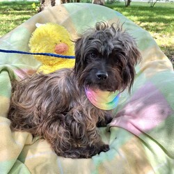 Adopt a dog:me/Yorkshire Terrier/Male/Adult,Available for adoption prior to event…. Or ….
This dog will be at a Local ADOPTION EVENT in Burlington on 
Sunday – 04/21/24 - 10 am to 4 pm
Petsmart – 1969 Marketplace Dr., Burlington, WA 98233
PLEASE COME OUT AND MEET HER/HIM !!!

***NOTE THIS PET IS IN HOUSTON TEXAS, READ ALL THE WAY DOWN TO SEE HOW TO ADOPT FROM US IF NOT IN HOUSTON TEXAS***
 
>> PLEASE WATCH YOUR SPAM FOLDER FOR OUR EMAILS !!  

Est DOB:   04/01/20
Current Weight:  ~ 12 pounds

Please e-mail MuttsAndMeows@Mail.com  or use the link below to fill out our adoption application
https://form.jotform.com/Muttsandmeows/pet-rescue-application-form

We answer all emails back within 48 hours. Please watch your spam folders as an application will be attached and this sometimes places it in there. 

HIS/HER adoption fee is $600 USD and that will pay for TRANSPORT, all his/her shots up to date, neutered/spayed, microchip and rabies.

This dog is currently in the Houston Texas area.  Once the application is approved and adoption fee paid, transport will be arranged.

Because this adoption will be without meeting the dog first, we will need to try to be extra careful that everyone (including you) think this will be a good fit.  We will try to give you as much information about the dog as we can.  Unfortunately, many are fresh from the shelter and we don't know much about them yet. 

Like us on Facebook - search Mutts & Meows - and help even more pets find loving homes.
