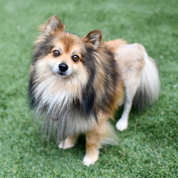Adopt a dog:Sebastian/Pomeranian/Male/Adult,Meet Sebastian! After a tragic accident that left him in need of a hip surgery, Sebastian was dumped at a shelter in California, facing an uncertain future. Thanks to the compassion and dedication of our team, we were able to rescue him from euthanasia with just minutes to spare and provide the life-saving surgery he needed to heal. 
Today, Sebastian is a shining example of resilience and recovery. You’d never guess his past struggles by his playful energy and affectionate nature. While he can be a bit shy, once he warms up his sweet attitude quickly becomes contagious. He is the first to greet you with a wagging tail and kisses, eager to show you just how much love he has to give. If you’re looking for a furry friend who embodies resilience, love and boundless joy Sebastian is waiting to steal your heart!
Sebastian is neutered, up to date on vaccines and microchipped.