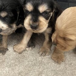 Stable show cocker spaniels for sale/Show Cocker spaniel/Male/7 weeks,Show sable cocker spaniel puppies are available around the 2nd of May 
Will all be raised in our own home, well socialised and used to household noises.
Mum and Dad are available to view with puppies.
4 males