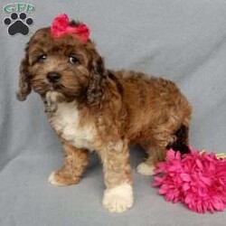 Callie/Cockapoo									Puppy/Female	/8 Weeks,Prepare to fall in love!!!  My name is Callie and I’m the sweetest little F1 cockapoo and I would love to come home with you!!!! One look into my warm, loving eyes and at my silky soft coat and I’ll be sure to have captured your heart already! I’m very happy, playful and very kid friendly and I would love to fill your home with all my puppy love!! I am full of personality, and ready for adventures! I stand out way above the rest with my beautifully marked sable merle coat and I have 1 blue eye !!… I have been vet checked head to tail, microchipped and I am up to date on all vaccinations and dewormings . I come with a 1-year guarantee with the option of extending it to a 3-year guarantee and shipping is available! My mother is our sweet Carmen, an AKC 28# cocker spaniel with a heart of gold and my father is our beautiful Nimbo, a 13# chocolate merle mini poodle and he has been  genetically tested clear!  I will grow to approx. 17-22# and I will be hypoallergenic and nonshedding! !!… Why wait when you know I’m the one for you? Call or text Martha to make me the newest addition to your family and get ready to spend a lifetime of tail wagging fun with me! (7% sales tax on in home pickups) 