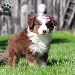 Jynx/Miniature Australian Shepherd									Puppy/Female	/9 Weeks,Introducing Jynx, an irresistibly adorable AKC Miniature Australian Shepherd puppy looking for her forever home! With fluffy fur that’s as soft as a cloud and eyes that sparkle with curiosity, this little gal is ready to fill your home with joy. Our sweet baby has a heart full of love and a playful spirit that will fill your home with laughter. Whether cuddled up on the couch or exploring the great outdoors she is ready to bring endless joy and companionship to the lucky family that opens their hearts to its boundless affection. The Australian Shepherd is a breed known for its intelligence and boundless energy. Originally bred to herd livestock, these agile dogs thrive on mental and physical stimulation. Their keen instinct and strong work ethic make them adept at various tasks, from obedience competitions to agility courses. The Mama is named Carma she weighs 27lbs. She has a heart of gold and is the best Mama to the puppies. Dad is a handsome boy named Shiloh, he has a goofy personality and keeps us all on our toes. Shiloh weighs 32lbs.  All of our pups are up to date on all vaccines and dewormer, microchipped, they come with our one year genetic health guarantee, AKC registration, & they have received a full, nose to tail exam from our vet. This ensures you are receiving a healthy and extremely lovable baby. If you have any more questions or would like to schedule a visit with the babies you can call or text me anytime. Thanks! Tracie Angel