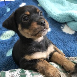 Adopt a dog:Phineas/Terrier/Male/Baby,Darling little Phineas is now just a bit over 8wks old and weighs almost 4lbs.  We expect him to be between 10-12lbs when full grown.  His mama (pictured) is a 12lb terrier mix. Phineas  is a loving, laidback puppy.  He joins any group for fun play and when he’s tired, he’ll go off to find a comfy place to rest on his own.  He seeks out affection and petting from people and will communicate with puppy noises to let his humans know he wants to be picked up.  He is a gentle tempered boy that would do great with another small easy going, playful dog in the home.  He loves to explore and learn new things so a yard for him to play in and lots of training games will be a must for this darling boy.  Because he’s so tiny, kids must be over 10yrs old.  At this age he should not be left alone for more than 4-5hr intervals. 


