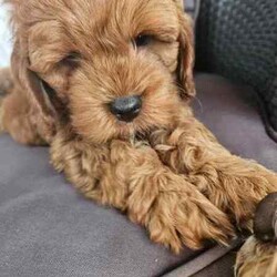 Only One Left & Ready Now Adorable Toy Cavoodle Puppies/Other/Male/Younger Than Six Months,Born 29th Feb 2024 Ready for rehoming from 25th April 20241 x Boy RedParent Info, 3 year old Mum F1 Cavoodle, 2 year old Dad F2 CavoodleSecond litter for these much loved family pets.These adorable puppies will be rehomed fully vaccinated / wormed and microchipped and vet checked.All puppies come with vet certificate of vaccination and microchip paperwork and a take home puppy pack to help them feel at home.Viewings welcome - first vaccination, micro chips and health checks have all been completed on Thursday 11th April 2024We are registered breeders, puppies are well socialised with children and other family pets, they are being trained to use a puppy pee pad.Cavoodles make the perfect family pet as they are hypoallergenic, non-shedding, have a lovely nature and great temperament.They are extremely intelligent, easy to train, love children and adults alike.