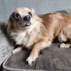 Adopt a dog:Princess Cupid/Chihuahua/Female/Adult,Meet Princess! Princess is an 8lbs merle long haired chihuahua who is 3-5 yrs old. Princess is a little shy at first when she meets new people but is the best snuggler once she gets to know you! She has been great with all the dog friends she has met. Princess house trained to either go outside the doggy door or use a potty pad. She is crate trained but needs a little help with leash training to make wqlks fun amd exciting! Her favorite place is on your lap, and she loves a nice play session with you or the other dogs! Princess had a dental cleaning and bloodwork at her recent vet visit.

Interested in becoming a forever home for Princess Cupid? For immediate consideration, please fill out our online adoption application: http://www.friendswithfourpaws.org/adoption-form.html This is the first step in our process, and we DO NOT go any further without an application.

If there are multiple dogs that you are interested in, please fill out an application for each dog. This does not include bonded pairs, one application will be fine. We have different adoption coordinators working with different dogs, and your application may be missed if you only apply once. 

Find more adoptable pets, news and information on Instagram @friendswithfourpaws or our Facebook page Friends with Four Paws .

We put a lot of time and energy into processing our adoptions to find our babies the best fit home for them and you.  Please do not submit an application if you are not serious about adopting Princess Cupid.
We are so excited to work with you to find you a new forever friend, and Princess Cupid the perfect forever home, and appreciate you working with us.  

Our adoption fee is $525. This includes their spay/neuter surgery, full (age appropriate) vaccinations, microchip insertion and registration, deworming, heartworm testing and prevention, flea and tick prevention and travel expenses.

All of our dogs are rescued from local shelters and the general public. Each dog is then placed in a foster home where he/she is kept for quarantine, to ensure if the dog gets sick it can receive proper treatment. We have foster homes in the NJ/NY area waiting to receive their fosters. Once an animal has received an application or there's an adopter interested, we make arrangements for transport. If a dog is already in foster care in NYC/NJ, an adopter will be put in touch with the foster home AFTER an application is being processed.

Thank you in advance for your patience with our process and for making adoption YOUR option!