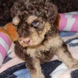 Adopt a dog:Beautiful rare colour cockerpoos for sale 5 boys 2 girls/Cockerpoos/Mixed Litter/5 weeks,Rare colour cockerpoos

My stunning girl Stella has had her outstanding litter of 7 cockerpoos
Stella is a fantastic mother to her baby's we also have daddy as well who is a toy poodle called Bobby both our are family beloved pets and very much part of are family they will be raised in are family home puppy will leave us with the following

1st vaccination And 2nd payed for
 FULL HEALTH CHECK
WORMED/FLEAD
MIRCOCHIPPED
AND ALL RELEVANT PAPER WORK
VIEWING HIGHLY RECOMMEND

collar and lead
Blanket
Teething toy
Teddy
Food
Feeding bowl
puppy pads

thankyou for any more information please send a message and I will get back to you as soon as I can ..


....

.........Delivery available......... distance no problem

 Boys 995 with a 95 non refundable deposit

Girls 1100 with a 100 non refundable deposit

there will be unlimited photos videos and you may come and visit anytime there will be no expense spared only 5* homes only if you would like puppy to go to your own vets for vaccination that's fine I can sort that within the price look forward to hearing from you
... .DELIVERY AVAILABLE ON REQUEST....

We have 5 boys and 2 girls


Boys 995

Green collar
Blue collar
Black collar
Purple collar
Brown collar

Girls 1100

Yellow collar
Red collar.