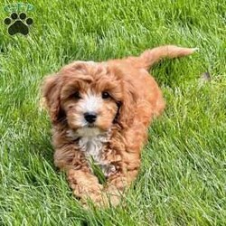 Bandit/Cavapoo									Puppy/Male	/9 Weeks,Hi my name is Bandit. I am a cuddly cavapoo. I love to play and get snuggles. I have been family raised around young children, I am socialized. I come with a one year genetic health guarantee. I am vet checked and up to date on all my vaccines and de-wormer. I will also bring my special blanket that has my mom’s scent on it. Please call or text Aaron for more information. 