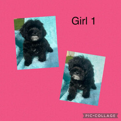 Cavoodle two girls one boy/Cavoodle/Both/Younger Than Six Months,Two femalesOne maleThey babies are 8 week old cavoodlesThey have had first vaccination micro chipped wormed flea treated and vet checkedThey come with 3 kg of quality full balanced puppy biscuitsOur babies are such playful babiesWe are located in Londonderry nswRpba 1037900300076528757900300062866848900063758862715We are here for the life of ur new fur babies for helpThey are doing great with their toilet training