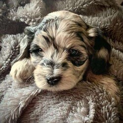 Sam/Mini Labradoodle									Puppy/Male	/7 Weeks,Beautiful blue merle miniture labradoodle. Raised inside, wonderful with children, AKC Registered,F2 so he will not shed 