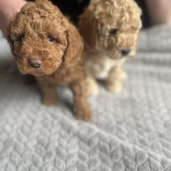 Adopt a dog:2 hansom f1b cockapoo puppys 1 left/Cockapoo/Male/7 weeks,These beautiful puppy’s are f1bs so super hypoallergenic no moulting and brilliant for allergy sufferers mum is our beautiful family pet cockapoo and dad is also our family pet a minuture poodle so both parents can be viewed these will come with first vaccinations health checked microchipped wormed and fleed up2 date they are being raised around a young family so used to a day to day household there are of the highest standard with photos of parents to the mother and there paperwork to show when viewing these are both boys beautiful colours with a curly coat with one havin a chocolate nose ready for there forever homes in2 weeks viewings available now to meet these stunning fur baby’s 1 left