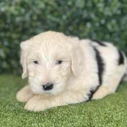 5 x F1 Standard Sheepadoodles (DNA Clear) Free Delivery Sydney//Both/Younger Than Six Months,5 x beautiful First Generation Standard Sheepadoodle puppies available to a loving home. They are available from the 21st May and we can deliver them to Sydney on that date.- 2 x Black & White Females $2,500- 3 x Black & White Males $2,500Puppies come :- With first round of vaccinations & microchipped- Vet check report- 6 weeks free pet insurance- Not desexed- Wormed every 2 weeksThe puppies have been raised indoors and outdoors, and around children and other puppies.The mother is a 25kg cream standard poodle (DNA Clear), the father is a 39kg Old English Sheepdog (DNA Tested). We own both parents and I can send photos of parents on request. Puppies will be low to non shedding. Will grow slightly bigger than a groodle, bordoodle, labradoodle, Aussiedoodle.Once our puppies leave, we:- Would love to see updates!- Offer a rehoming policy- Offer a 18 month health guarantee- Have a Facebook page you can stay in touch or see other puppies we have bred- Offer support and are free to talk at any time throughout your puppies lifeWe are located in Nyngan NSW, can get to Dubbo at any stage. Road transport is usually organised from Dubbo. There will be free transport to Sydney, with a chosen meeting location and time. Happy to arrange other freight at buyers expense, flights from Sydney to another capital city are usually around $300Full members of AAPDB: 16947BIN: B000738270We have a website & Facebook page Country Canine Co. Please look on our Facebook group Country Canine Co. Families for photos of the previous litter as adults.