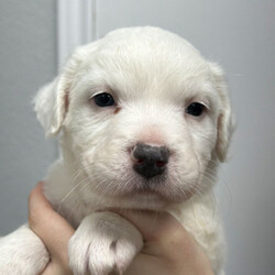 Adopt a dog:MARIO/American Staffordshire Terrier/Male/Baby,Mario is too young to be neutered, but will receive heartworm prevention, wormer and age appropriate vaccinations. We are currently only accepting applications for Mario from homes with another dog.


Meet MARIO! He:
•	Is a male staffordshire terrier/ chow chow mix
•	Is 5 weeks old (I cannot go home until I am older)
•	Weighs 6.9 pounds, and may range from 45-60 when grown
•	Is good with other dogs
•	Is good with cats
•	Is not potty trained
•	Is high energy???

I am the most talkative of my brothers and sisters, the most inquisitive and the runt! When I first meet a new person, I pretend to be shy, but not long after I can’t resist nibbling their ears and snuggling. I love my siblings to much, and am a mama’s boy.

For more information about Mario or our shelter please call us at (830) 693-0569 or visit our website at highlandlakescaninerescue.org 

If you would like to schedule a meet and greet with Mario or any of our dogs, please fill out an application at https://www.highlandlakescaninerescue.org/adopt-a-dog/how-to-adopt/