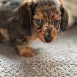 Adopt a dog:Adorable Long Haired Miniature Dachshunds/Long Haired miniature Dachshunds/Mixed Litter/8 weeks,We are proud to announce our little girl Bella has given birth to 3 Beautiful little puppies, we have 2 chocolate & tan dapple boys (£1600) and a Lilac & tan dapple shaded red girl (£2000) they’ve been brought up in our busy family home with our 3 children and have been handled since birth so they’re really friendly. They’re KC Registered will have their 1st vaccination be fully vet checked, microchiped, 5 weeks insurance and will have had a flea, wormer and mite treatment. They’ll come with a blanket with mums scent to help them settle into their new homes and a puppy pack which includes food & water bowls, chews, toys and 2 weeks supply of puppy food which they’ve been eating since they were 4 weeks old. Please feel free to contact me if you need anymore information viewings now welcome by home visit or video call if the distance is an issue many thanks.