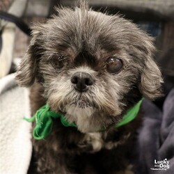 Adopt a dog:Sissy/Shih Tzu/Female/Senior,Please contact Sue Caley (suec@luckydoganimalrescue.org) for more information about this pet.SISSY

Female
Weight: 8.6 lbs
Best guess for age: 14 years as of September 2023
Best guess for breed: Shih tzu and Yorkie mix

It can take a lifetime of experience to teach people what the most essential - and best - things in life are. Good food. A comfortable place to rest. Smelling the flowers, savoring the feel of a warm sunbeam. And, above all, being with loved ones.

Or it can take a Sissy.

Sissy is content with the simple pleasures of life. She loves relaxing on her bed and will just enjoy her time there, going to her water bowl when she gets thirsty. She enjoys cuddling sessions. She relishes her rides in a stroller on warm days, sniffing the breeze. When her foster family goes on a road trip, she enjoys the car ride; she is an excellent traveler. When the four dogs in her foster home are playing around her, she likes just being near them. And oh yes, she loves her meals and her treats!

She communicates well with her humans. If she needs something - food, a water bowl refill, to go out for potty - she barks. She will also signal if she needs something during a car ride.

This sweet, calm, laid back girl experiences life with her nose and her heart. She is mostly blind and deaf. Her fosters say she has mapped her areas in their home and has her favorite spot there.

Because she is not able to see or hear when her humans are not around to respond to her barking cues, she would do best in a home where someone is home most of the day. Sissy has so much to offer in exchange. Love. Cuddles. And reminders of what is truly important. Will she be your reminder? Will you be her soft landing?

Gets Along With: Sissy currently lives with dogs and does well. She hasn't been seen with cats. Because children might not remember to be calm around Sissy, we do not recommend her for a home with kids under the age of 12.

Currently Living at: DC area foster

Special adoption considerations: Sissy experiences the world with her nose and her heart. She is mostly blind and deaf.
Lucky Dog cannot guarantee any dog is housebroken. All of our dogs are working on their crate training.
TO ADOPT: The adoption fee for this dog is $375, which includes the cost of routine vetting, including vaccinations and spay/neuter. If you are interested in adopting, please complete the Adoption Questionnaire online at bit.ly/adoptaluckydog .

Lucky Dog Animal Rescue does our best to provide accurate information about the dogs we have for adoption. That said, we cannot make any guarantees about age, breed or temperament.
Thank you for contacting Lucky Dog Animal Rescue and helping to save a life! Please visit us online at www.luckydoganimalrescue.org .

BE A FOSTER!!! Fosters make it possible for Lucky Dog Animal Rescue to save and care for homeless and abandoned dogs! To learn about fostering, please contact fostering@luckydoganimalrescue.org!
BE A SPONSOR!!!! Sponsors help Lucky Dog support the many dogs we save. To learn more about sponsorship, please contact info@luckydoganimalrescue.org !