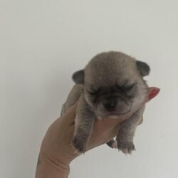 Teacup chihuahuas for sale/Chihuahua/Mixed Litter/6 weeks,We four lovely pups available they are fully kc registered and will vet checked, first needles, wormed and flea

Girl lilac
Girl blue dawn
Boy cho
Boy black dawn