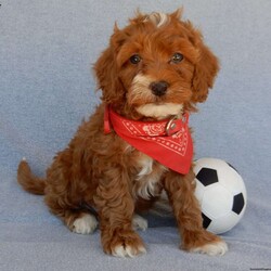 Miles/Cavapoo									Puppy/Male	/8 Weeks,Prepare to fall in love !!! My name is Miles and I’m the sweetest little F1b cavapoo looking for my furever home! One look into my warm, loving eyes and at my silky soft coat and I’ll be sure to have captured your heart already! I’m very happy, playful and very kid friendly and I would love to fill your home with all my puppy love!! I am full of personality, and I give amazing puppy kisses! I stand out way above the rest with my beautiful red coat with white markings !! I will come to you vet checked, microchipped and up to date on all vaccinations and dewormings . I come with a 1-year guarantee with the option of extending it to a 3-year guarantee and shipping is available! My mother is Serena, a 19#cavapoo with a heart of gold and my father is Red, a 10# AKC mini poodle! Both of my parents are very sweet and kid friendly which will make me the same! I will grow to approx 13-16# and I will be hypoallergenic and nonshedding! Why wait when you know I’m the one for you? Call or text Martha to make me the newest addition to your family and get ready to spend a lifetime of tail wagging fun with me! (7% sales tax on in home pickups)