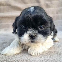 MALTESE X SHIHTZU PUPS (MALSHI)/Maltese Shih Tzu/Both/Younger Than Six Months,Beautiful Maltese x shihtzu pups.Born on 20th of March and we ready for their new homes after 15th May.Pups raised around children.Loyal breed and are very affectionate.Don't shed their coat perfect for allergy sufferers.Small breed (short legs)Currently being toilet trained.Been Vet checked, Vaccinated, Wormed and microchipped.NCPIMoodle cavoodle.