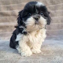 MALTESE X SHIHTZU PUPS (MALSHI)/Maltese Shih Tzu/Both/Younger Than Six Months,Beautiful Maltese x shihtzu pups.Born on 20th of March and we ready for their new homes after 15th May.Pups raised around children.Loyal breed and are very affectionate.Don't shed their coat perfect for allergy sufferers.Small breed (short legs)Currently being toilet trained.Been Vet checked, Vaccinated, Wormed and microchipped.NCPIMoodle cavoodle.