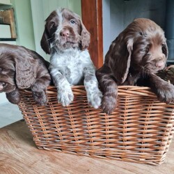 Adopt a dog:Beautiful quality cocker spaniel puppies/Cocker spaniel/Mixed Litter/6 weeks,Only 3 left! 1 boy 2 girls.ready to go 9th May.
Our wonderful Flossy (KC registered spare of the moment, 5 generations pedigree) has had 6 amazing healthy puppies.
4 girls 2 boys
Both parents are family pets,dad is from working lines although we do not work him.
Both parents are health checked fully vaccinated wormed and flead by vets regularly. They both have the most amazing temperaments, are fantastic with other dogs cats children.
Flossy has been an outstanding mum and all pups are very healthy.
All puppies will be sold with puppy pack including blanket toys info sheet and bag of food they have been weaned on.
All puppies will be microchipped have 1st vaccinations and be up to date with worming.
Photos will be added as they grow.
Non refundable deposit of £200 can be taken for your chosen puppy and regular updates/pics/videos can be supplied as requested.
I would prefer that viewings were at minimum, 5 weeks of age.
Please,only genuine enquiries only, We want only the very best homes for these babies
2 boys chocolate/white under chin,chest
4 girls, - 2 chocolate/white under chin

2chocolate/white
Chocolate/white(orange collar)SOLD