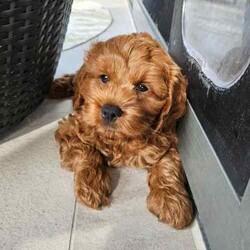 Only One Left & Ready Now Adorable Toy Cavoodle Puppies/Other/Male/Younger Than Six Months,Born 29th Feb 2024 Ready for rehoming from 25th April 20241 x Boy RedParent Info, 3 year old Mum F1 Cavoodle, 2 year old Dad F2 CavoodleSecond litter for these much loved family pets.These adorable puppies will be rehomed fully vaccinated / wormed and microchipped and vet checked.All puppies come with vet certificate of vaccination and microchip paperwork and a take home puppy pack to help them feel at home.Viewings welcome - first vaccination, micro chips and health checks have all been completed on Thursday 11th April 2024We are registered breeders, puppies are well socialised with children and other family pets, they are being trained to use a puppy pee pad.Cavoodles make the perfect family pet as they are hypoallergenic, non-shedding, have a lovely nature and great temperament.They are extremely intelligent, easy to train, love children and adults alike.