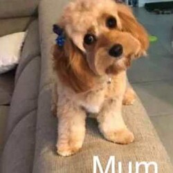 Only One Left & Ready Now Adorable Toy Cavoodle Puppies/Other/Male/Younger Than Six Months,Born 29th Feb 2024 Ready for rehoming from 25th April 20241 x Boy RedParent Info, 3 year old Mum F1 Cavoodle, 2 year old Dad F2 CavoodleSecond litter for these much loved family pets.These adorable puppies will be rehomed fully vaccinated / wormed and microchipped and vet checked.All puppies come with vet certificate of vaccination and microchip paperwork and a take home puppy pack to help them feel at home.Viewings welcome - first vaccination, micro chips and health checks have all been completed on Thursday 11th April 2024We are registered breeders, puppies are well socialised with children and other family pets, they are being trained to use a puppy pee pad.Cavoodles make the perfect family pet as they are hypoallergenic, non-shedding, have a lovely nature and great temperament.They are extremely intelligent, easy to train, love children and adults alike.