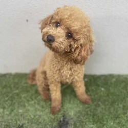 Red female adult cavoodle/Poodle (Toy)/Female/Older Than Six Months,Miss Lili is looking for a home 