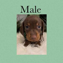 Adopt a dog:Choc miniature dachshunds/Dachshund/Both/Younger Than Six Months,Female Choc tan miniature dachshunds $1500Male choc and tan miniature dachshunds $1500Female. Black and tan dachshund $1500Wormed regularlyVaccinatedMicrochippedLocated GorokanReady to leave 20th May