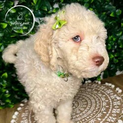 Rare Moyen Poodle Puppies /Poodle (Miniature)/Both/Younger Than Six Months,Exciting News at Jokinen Park! 