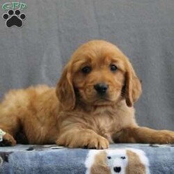 Rowan/Miniature Golden Retriever									Puppy/Male	/9 Weeks,Meet this rich red Mini Golden Retriever puppy who is off to a great start! Up to date on shots and dewormer, vet checked, socialized, and started on crate and leash training this little cutie is searching for a family who is ready to embrace the joys and adventures of raising a puppy. If you are interested in learning more about one of our Mini Golden Retriever puppies contact us today! 