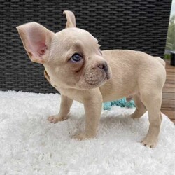 Pedigree French Bulldogs /French Bulldog/Both/Younger Than Six Months,Stunning pedigree French Bulldog puppies. Ready to join their forever families! 8 weeks - 26 April 2024. 