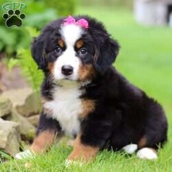 Eden/Bernese Mountain Dog									Puppy/Female	/8 Weeks,Introducing Eden, the epitome of Bernese Mountain Dog charm and beauty. With her striking tri-color coat, bold markings, and soulful eyes, this little girl is a majestic presence that commands attention wherever she goes. Despite her impressive size, she has a gentle and affectionate demeanor that instantly puts everyone at ease. Her warm and loving personality makes her a beloved companion and cherished member of the family. Bernese Mountain Dogs, affectionately known as “Berners,” are beloved by their humans for being powerful workers with an eager-to-please attitude. Their gentle nature makes them perfect family dogs, especially with small children.