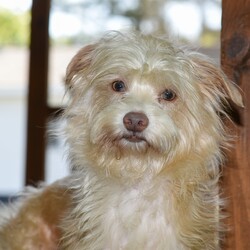 Adopt a dog:Buddy/Terrier/Male/Adult,You can fill out an adoption application online on our official website.Please be sure to read Buddy's bio prior to applying.Buddy is a great reminder that we should appreciate all of the 