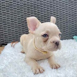 Pedigree French Bulldogs /French Bulldog/Both/Younger Than Six Months,Stunning pedigree French Bulldog puppies. Ready to join their forever families! 8 weeks - 26 April 2024. 