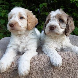 COCKAPOO PUPPIES TOP QUALITY./COCKAPOO/Mixed Litter/7 weeks,THEY HAVE ARRIVED!!!

BRANSTON AND DAMSON HAVE TOGETHER PRODUCED THE MOST ADORABLE LITTER OF QUALITY F1 COCKAPOO PUPS.

THEY WERE BORN AND REARED IN OUR LOVING FAMILY HOME THE BEST POSSIBLE WAY. WITH LOTS OF LOVE, CARE AND CORRECT ATTENTION.

ALL ARE VERY HEALTHY, HAPPY PUPS WITH LOTS OF CHARACTER AND FULL OF MISCHEIF!!

THEY ARE USED TO A VARIETY OF SMELLS AND NOISES OF A BUSY HOUSEHOLD AND EVERYDAY LIFE!!

WHICH IS MOST IMPORTANT AT THIS STAGE OF THEIR DEVELOPMENT. TO ENSURE THAT THEY MATURE INTO CONFIDENT AND SOCIABLE ADULTS.

ABOUT THE PARENTS!

BOTH ARE VERY LOYAL COMPANIONS WITH PERFECT MANNERS. WE ARE CONFIDENT THAT THIS WILL PASS ON TO THEIR PUPS.

MUM 'DAMSON' IS A WORKING TYPE COCKER SPANIEL WITH A FANTASTIC TEMPREMENT AND CHAMPION PEDIGREE. SHE HAS BEEN A BRILLIANT MUM THAT WE ARE VERY PROUD OF.

DAD 'BRANSTON' IS A VERY WELL KNOWN MERLE & WHITE MINIATURE POODLE. HIS TEMPREMENT IS PERFECT WITH A CHEEKY CHARACTER.

HE HAS BEEN EXSTENSIVELY TESTED CLEAR FOR THE FOLLOWING TESTS.

OCD PRA-PRCD DM GM2 NEWS PRA-RCD4 VWD1.

WE HAVE AVAILABLE TO KIND RESPONSIBLE HOMES!

FEMALE - (*RESERVED*) CHOCOLATE MERLE.

FEMALE - WHITE/LEMON.

FEMALE - CHOCOLATE.

FEMALE - APRICOT/WHITE.

FEMALE - APRICOT/WHITE.

MALE - BLACK/WHITE.

MALE - WHITE/MERLE.

MALE - WHITE/LEMON.

PLEASE ONLY CONSIDER OF OUR PUPS IF YOU CAN DEVOTE TO THEIR NEEDS AND CARE.
RESULTS FROM THIS WILL REWARD YOU WITH ENDLESS LOYALTY AND FRIENDSHIP!

THEY WILL LEAVE MUM AND US WITH.

*FULL CHECK BY OUR VET.

*FIRST VACCINATION.

*MICRO CHIP AND DETAILS.

*FULL WORMING PROGRAMME.

*DETAILED DIET SHEET.

*A BLANKLET SMELLING OF MUM.

VIEWINGS ARE NOW TAKING PLACE.

THEY ARE READY TO LEAVE WHEN 8 WEEKS OLD.

PLEASE FEEL FREE TO CONTACT US FOR FURTHER DETAILS.

KIND REGARDS.