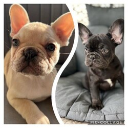*Ready now* Beautiful KC Registered French bulldog puppies/French bulldog/Mixed Litter/4 months,Two beautiful KC registered French bulldog puppies.
??Kimiko is a lilac fawn & ??Kuma a chunky chocolate boy. 

Microchipped, fully vaccinated, vet checked and flea & worm treated.

Puppies have started and are doing really well with their lead and toilet training.

Koko is our much loved family pet, she has a loving laid back nature and has been an amazing attentive mother to her five puppies.
The puppies are being raised in our family home alongside children, dogs and cats, so they are used to household noises and are well and truly loved.


?? Kuma is a chunky testable chocolate boy who has an amazingly loving and outgoing personality. 
He enjoys human interaction through play as well as snuggles. 

?? Kimiko has a beautifully soft nature. She is inquisitive, gentle and loves nothing more than cuddles. 


(Mum) Koko~ Fawn, carrying tan, blue & coco
(Dad) Kano~ New shade Isabella & Tan carrying fluffy.
Has passed his tan, blue, coco testable to every pup.

Kuma~ chocolate male £1200  (carrying, tan, blue, testable chocolate & possibly fluffy)

Kaito~ Found his forever home. 

Kimiko~ lilac fawn £1000 testable chocolate & possible fluffy) 

Suki~ Found her forever home

Ichika~ black & tan female *reserved
(Carrying coco, blue, tan testable chocolate & possibly fluffy.)