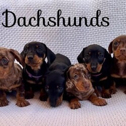 Gorgeous Dachsunds Puppies(prices vary)/Dachshund/Mixed Litter/6 weeks,Dachshund puppies
Born - 20th March 2024
Ready to leave – 15th May 2024 or later by negotiation if you wish for us to have our vet administer the vaccinations. I appreciate some prefer their own vet to manage this.
Wormed. Vaccination booked - 25th May 2024 & 8th June 2024

The puppies are being brought up in our home which includes adults, children and other dogs of different ages. They are therefore very well socialised and enjoy living as part of a pack and family.

Mum is a black and tan dachshund with a very caring and calm temperament. Mini but on the larger side. She has nurtured and cared for these puppies in the most astonishing way. Dad is a brown dapple dachshund with a relaxed and friendly temperament. He is a mini and on the smaller side. Both parents are PRA clear.

The litter consists of a mixture of girls and boys with very calm and placid temperaments.
Pepper – Bouncy happy go lucky little girl who adores dangly toys.
Eddie – RESERVED
Flori – Petite and cautious girl who enjoys being cuddled.
Jane – Quiet girl who relishes being held and watching from a distance.
Bruno – RESERVED
Fin – Strong independent boy who likes to play with everyone big and small.
Daphne – RESERVED
Dot – Carefree adventurous girl who isn’t afraid to explore her new world solo.

Visits are absolutely essential so that you may make a connection with the puppy that will join your family. Once a decision has been made, a holding fee will be required. We are in no hurry for them to go to just anyone but would rather ensure that their new family is able to provide them with the very best love, food, shelter, care, and attention they deserve.

Pet homes only.
