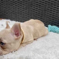 Pedigree French Bulldogs /French Bulldog/Both/Younger Than Six Months,Stunning pedigree French Bulldog puppies. Ready to join their forever families! 8 weeks - 26 April 2024. 