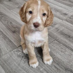 Adopt a dog:Working cocker spanielpuppies!!!/Cocker spaniel/Mixed Litter/7 weeks,Hello and welcome to my advert,Our gorgeous puppies are ready to reserve,4 girls and 3 boys.All health tested cocker spaniels are available now.Mumm Bonnie- is our pet non KC,Dad
are KC registered.All will be wormed,flead and vaccinated.Mumm liver tan and
dad golden tan.Puppies will be ready to go 10th of May.Puppies will
go with..

Vaccination
Health certificate
Microchipped
Wormed and flead
Mums scent blanket

Liver tan girl-reserved!


Deposit 200 £ non refundable


Only 5 stars home please!!!!!
All of them are our family loved pets!!!