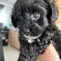 Adopt a dog:Toy Shih-poo’s puppies (Imperial )/Toy Shih-poo/Female/9 weeks,Beautiful toy imperial Shih-poo’s born 5/05/2024 and will be ready to leave mum and dad on 14/05/2024. 10weeks old. All pups will have had there first jabs and there second jabs will have also been paid for they are microchipped flea wormed and health check.
Both mum and dad can be seen with pups, Only 2 girls available which is the yellow and green dotted photo’s. Anymore information needed please message. £200 deposit will be taken on viewing pup.