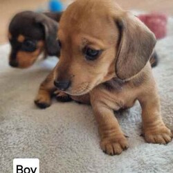 Adopt a dog:Mini Dachshund puppies/Dachshund/Male/Younger Than Six Months,Mini dachshund puppiesD.O.B 30.03.245 males $1500 each1 female $1800.Ready for their forever home from 25th May. (No earlier)Will be microchipped and first vaccinations.BIN0006058701627