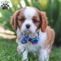 Lizzie/Cavalier King Charles Spaniel									Puppy/Female	/8 Weeks,Introducing Lola! This AKC Cavalier King Charles Spaniel cutie is a bundle of joy wrapped in fur. With her heart-melting eyes and silky ears, she is ready to steal your heart from the moment you meet her. This little girl thrives on attention and playtime. Whether it’s a game of fetch or a snuggle session on the couch, she is always up for some fun and cuddles. Cavaliers are extremely patient, they possess a surprisingly large amount of intelligence and are quick learners making training sessions a joy. The Mama to this sweet baby is named Lillie, she has a heart of gold and is the best Mam to the puppies. Lilly weighs 17lbs. Dad is a handsome boy named Chip weighing19lbs. He has a goofy personality and keeps us all on our toes! The puppies are up to date on all vaccines and dewormer, microchipped, and come with their AKC registration. If you have any more questions or would like to schedule a visit, you can call me anytime Monday-Saturday. Thanks! Levi Troyer 