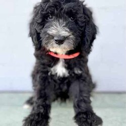 Adopt a dog:OLD ENGLISH SHEEPDOG X POODLE /Old English Sheepdog/Both/Younger Than Six Months,Parents: DNA tested, hip/elbow scores, pure bred.First generation Old English Sheepdog x Standard Poodle.❤️”Archie” - Red Collar - Boy - $2800